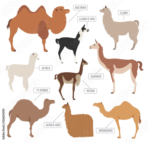 Camel  llama  guanaco  alpaca breeds icon set. Animal farming