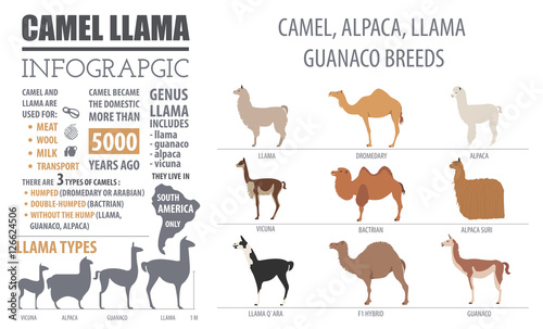 Camel, llama, guanaco, alpaca  breeds infographic template. Anim