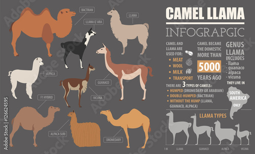 Camel, llama, guanaco, alpaca  breeds infographic template. Anim