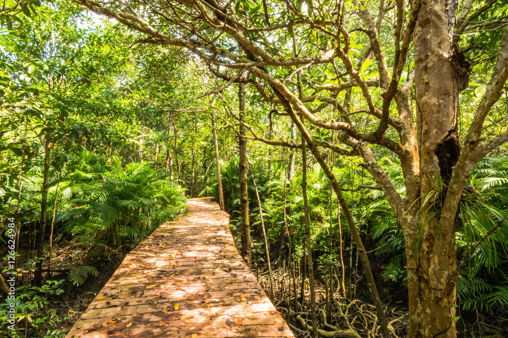 Tha Pom Klong Song Nam Mangrove forest conservation and tourist Tha Pom Klong Song Nam Mangrove forest conservation and tourist