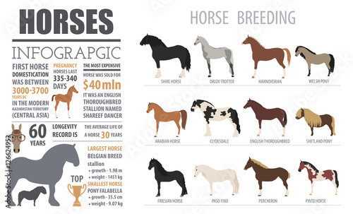 Horse breeding  infographic template. Farm animal. Flat design photo