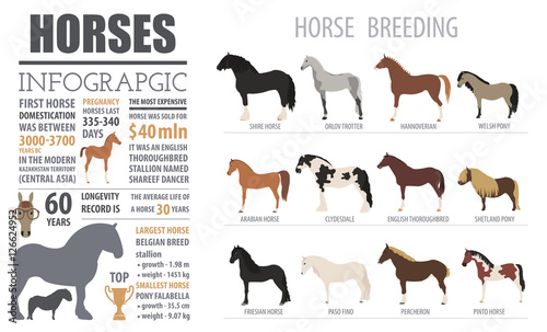 Horse breeding  infographic template. Farm animal. Flat design