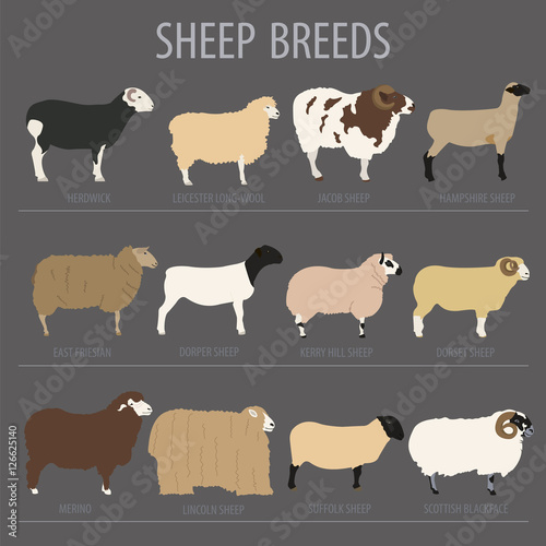 Sheep breed icon set. Farm animal. Flat design