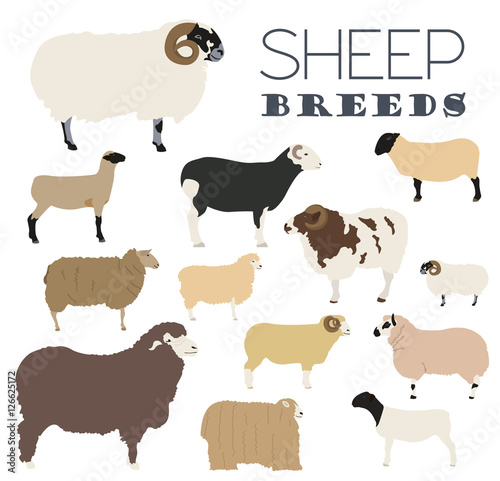 Sheep breed icon set. Farm animal. Flat design