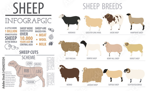 Sheep breed infographic template. Farm animal. Flat design