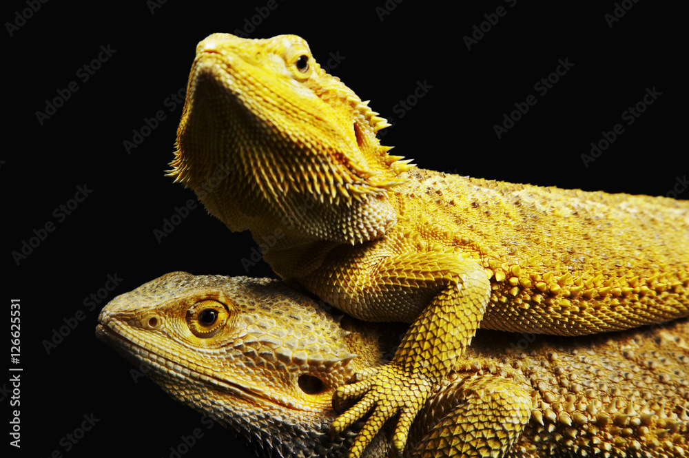 Obraz premium Two Iguanas