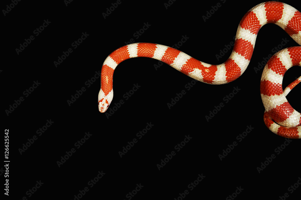 Orange and white Coral snake