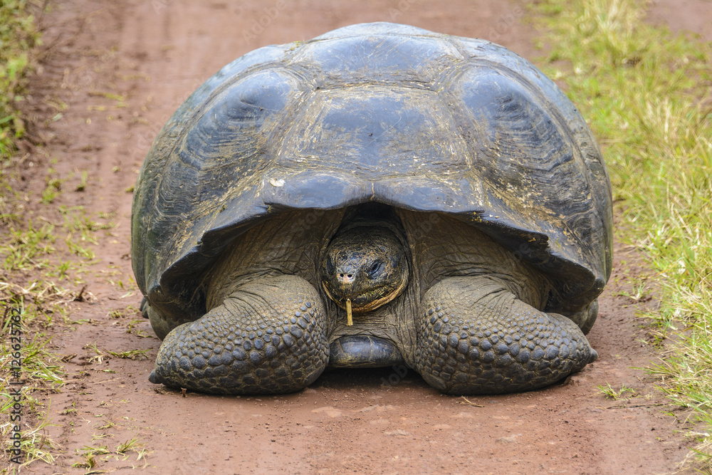 Giant tortoise in El Chato Tortoise Reserve, Galapagos islands (Ecuador) Giant tortoise in El Chato Tortoise Reserve, Galapagos islands (Ecuador)