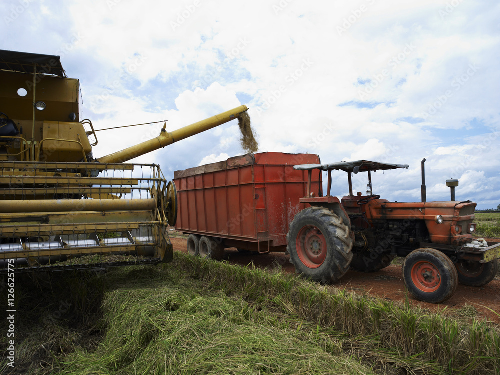 Fototapeta premium rice harvesting machines