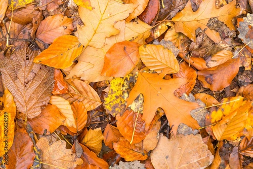 Background of orange and yellow autumnal leaves lying on ground