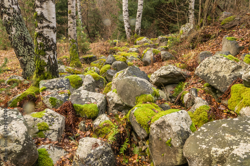 Covered with moss rocks and tree Covered with moss rocks and tree