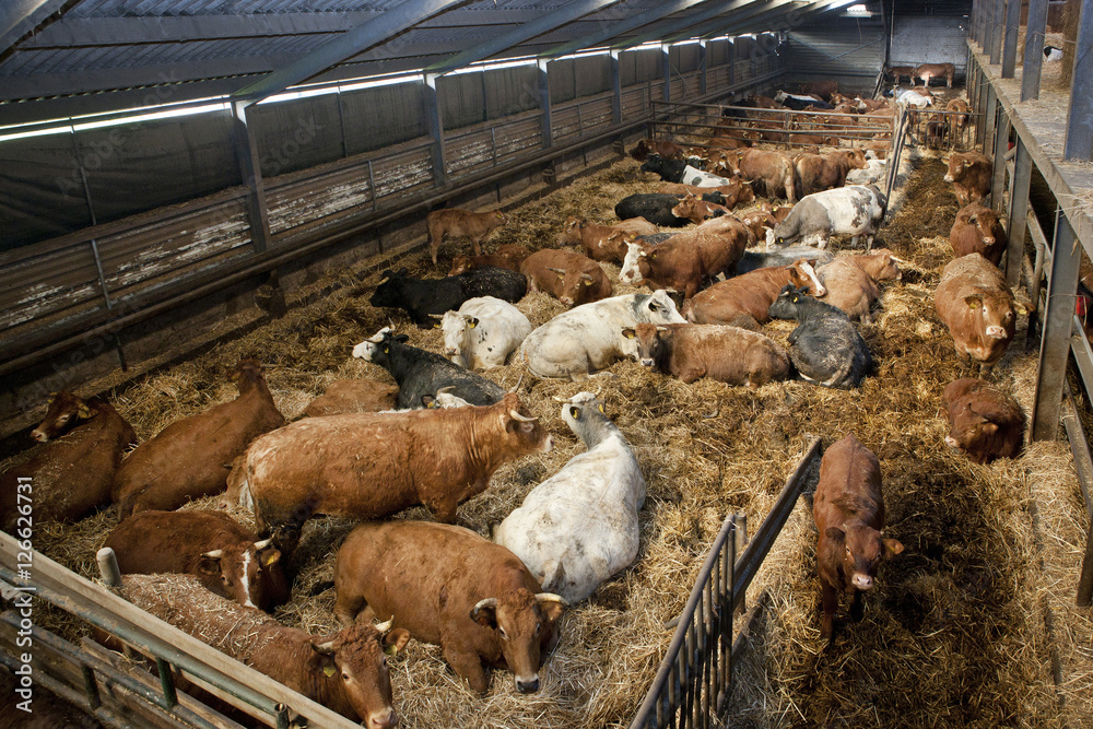 Cows on straw in stable - obrazy, fototapety, plakaty 