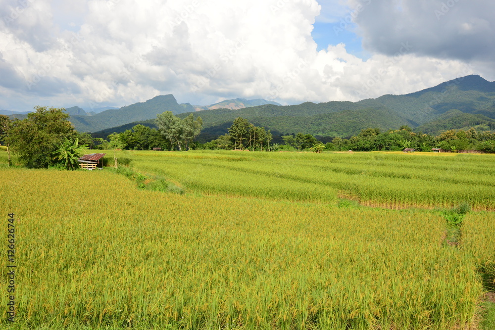 Rice Field at Nan Province, Thailand