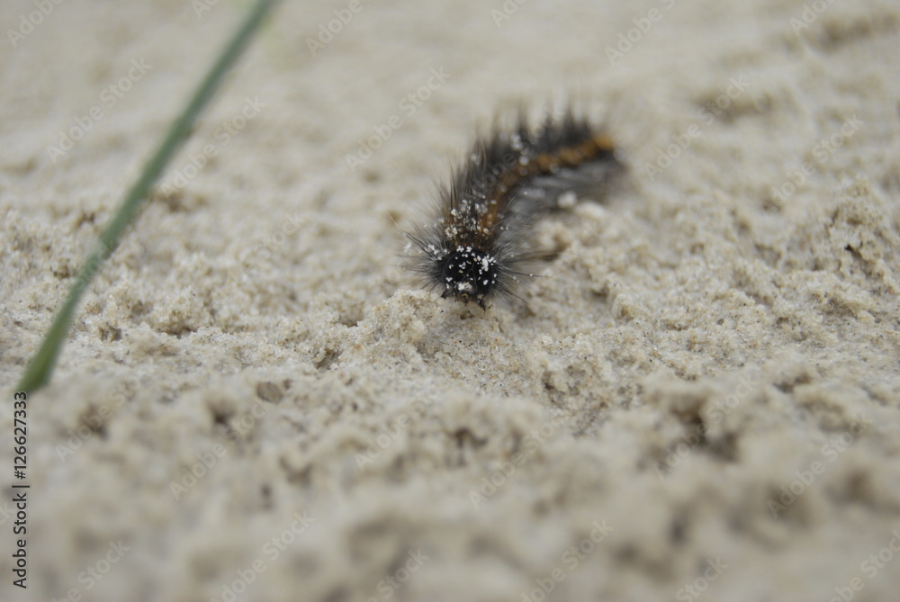 Caterpillar