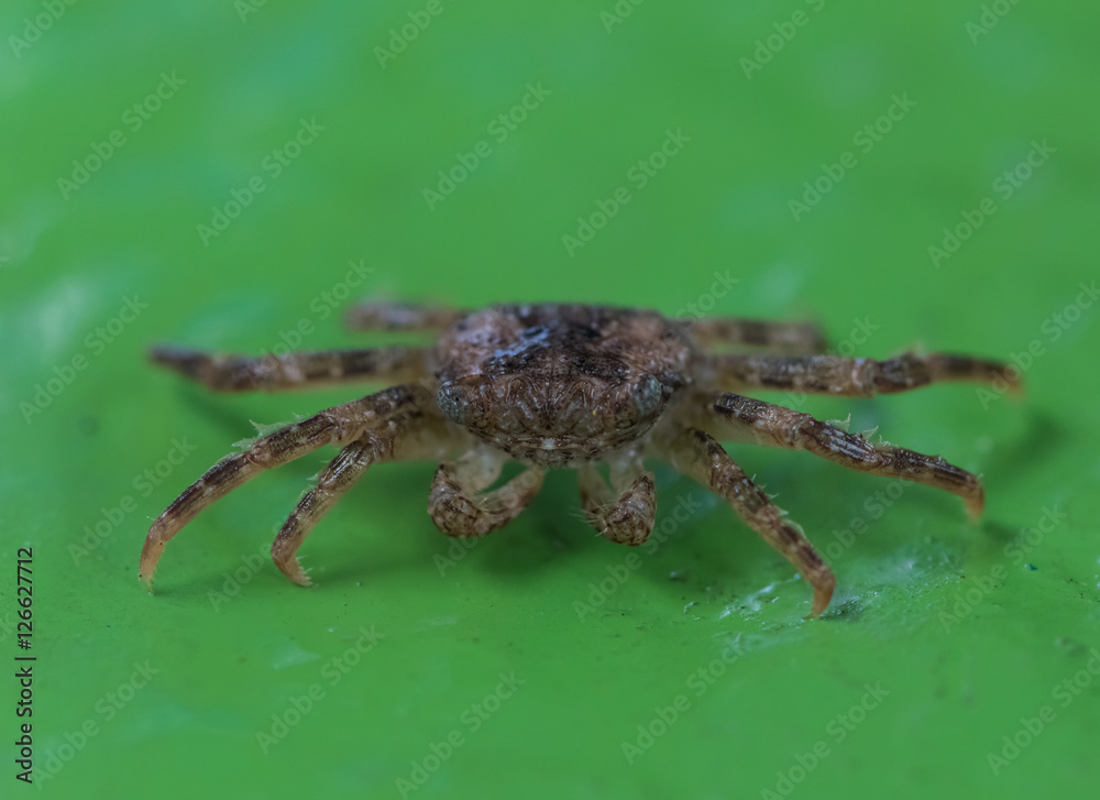 Cute crab moves his tentacles on green rough surface (Singapore) Cute crab moves his tentacles on green rough surface (Singapore)