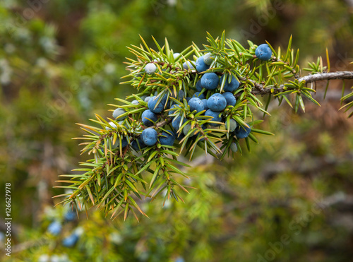 Juniper