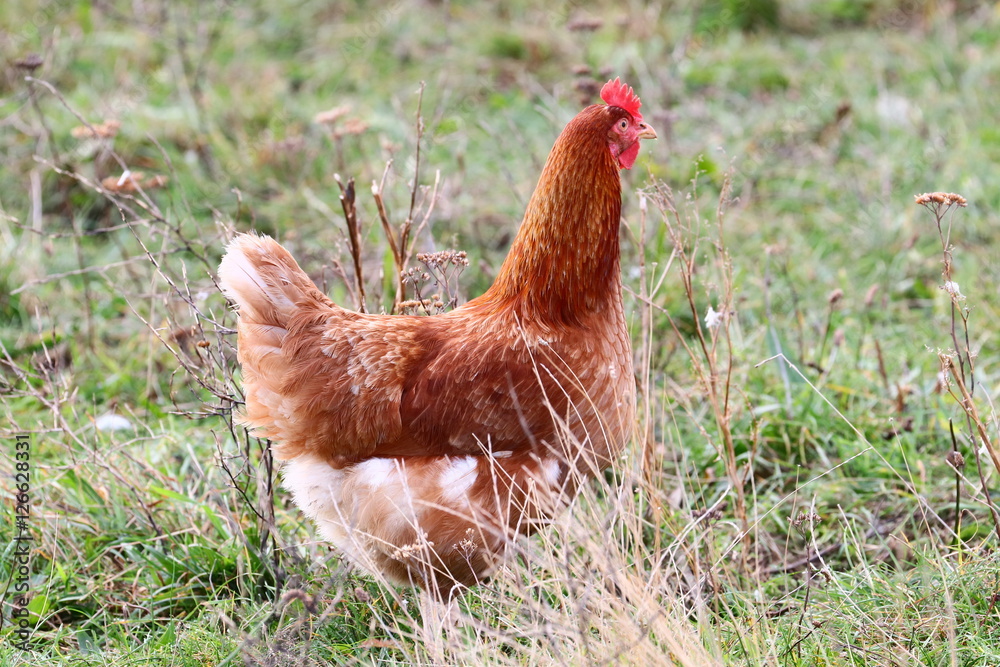 Fototapeta premium Freiland Huhn
