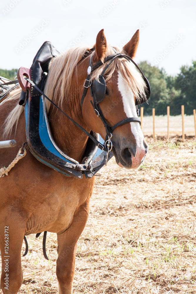Cheval anglo arabe en portrait