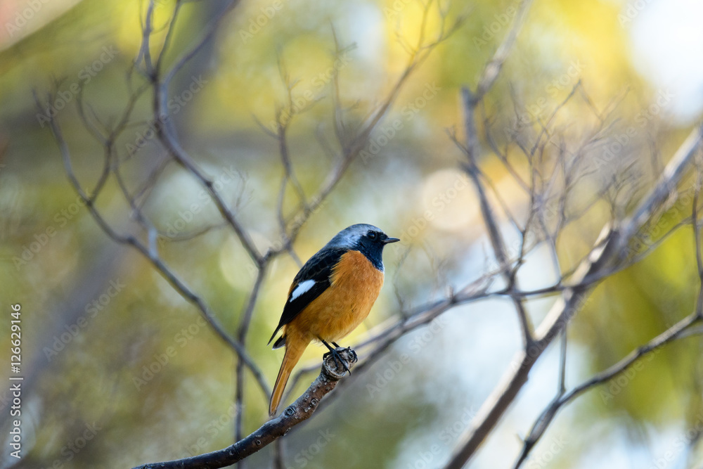 Obraz premium ジョウビタキ オス