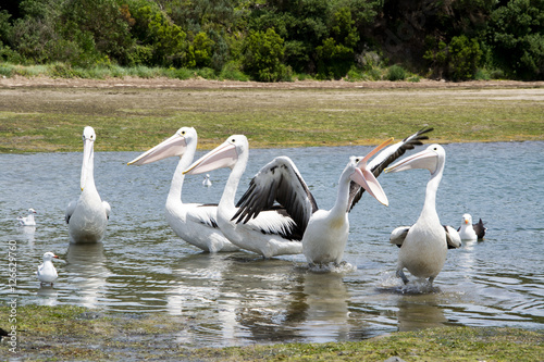 Pelikane kämpfen © Lennart