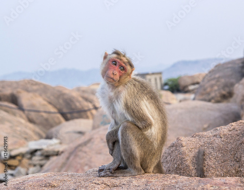 The cutest monkey in India © tache