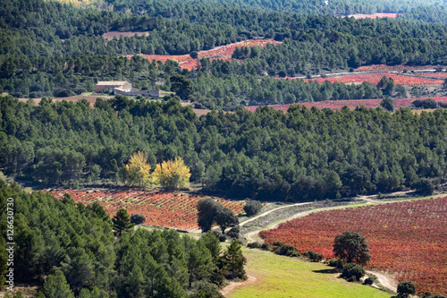 Vineyard with bobal grape and pine tree forest photo