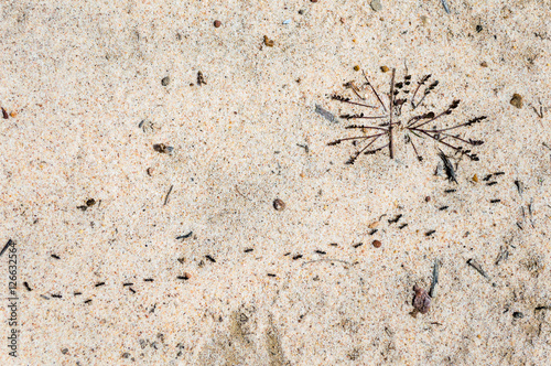Row of ants going on the sand