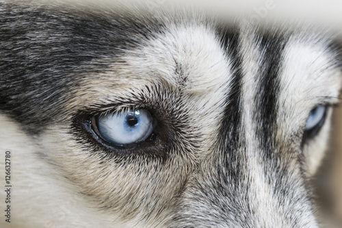 Close up on blue eyes of a siberian husky dog