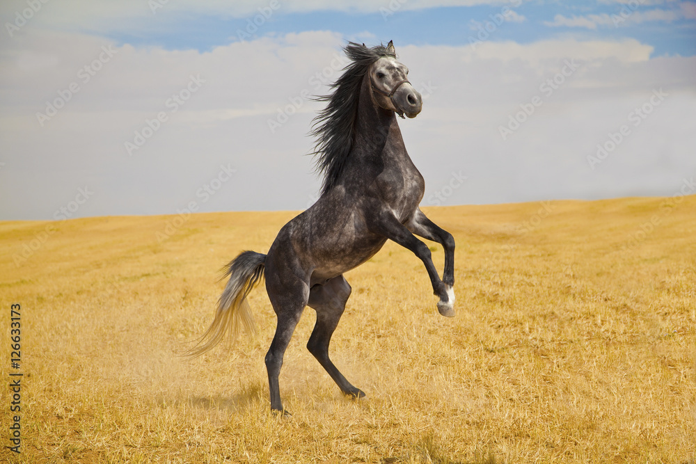 Black Arabian pure breed horse rearing in a golden field Stock Photo ...