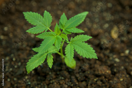 Baby Cannabis plant