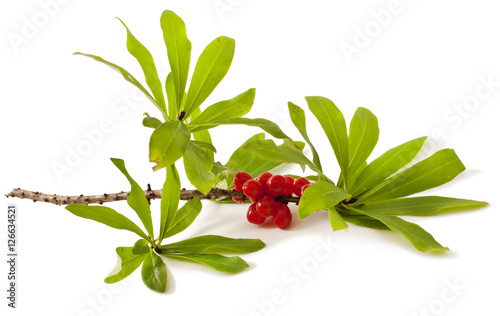 Daphne mezereum. Venomous plant on white background