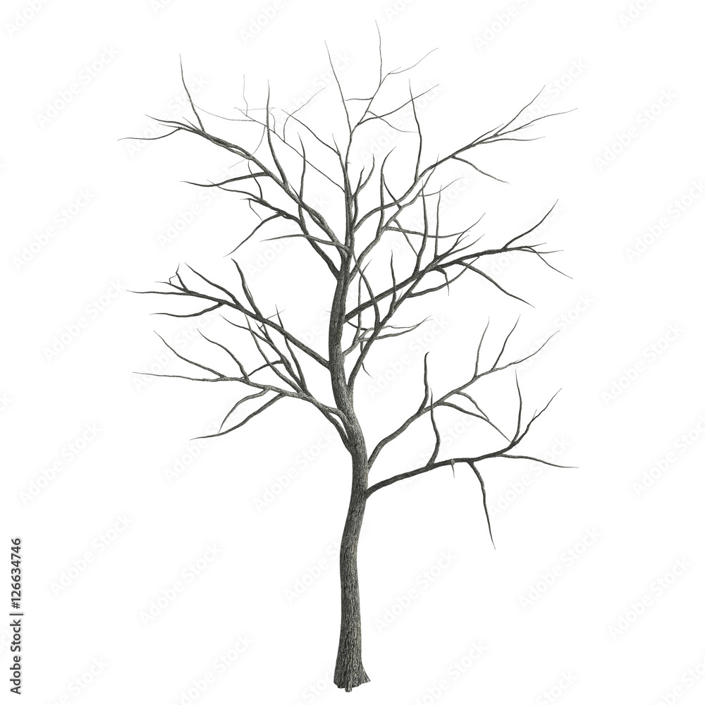 Illustrazione Stock Leafless winter tree with long bare branches, isolated  on white background. 3D rendering. | Adobe Stock