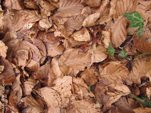 feuilles mortes automne 02