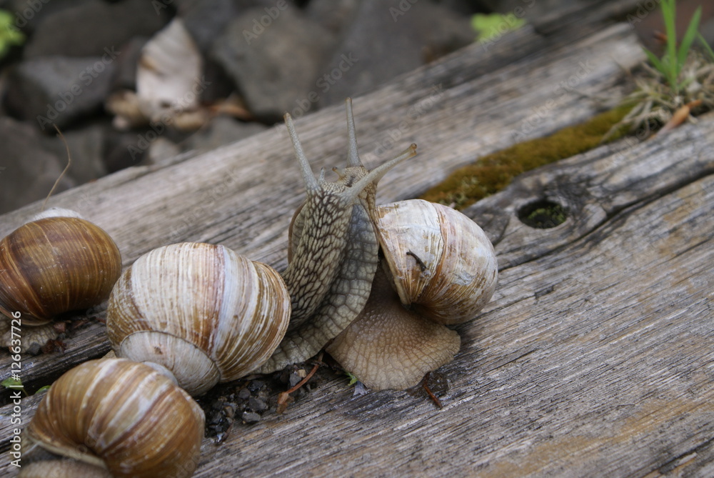The colony of snails The colony of snails