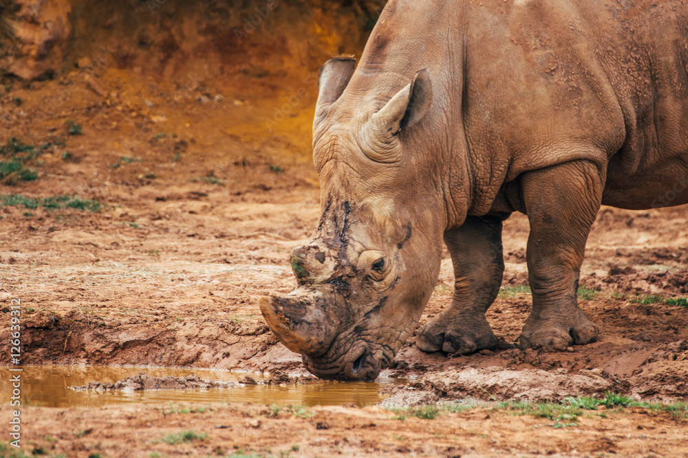 Fototapeta premium White rhinoceros (Ceratotherium simum) drinking water in a mud puddle.