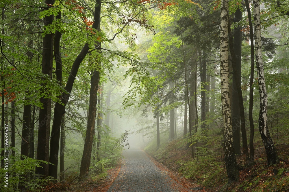 Obraz premium Forest path on a misty weather at the beginning of autumn
