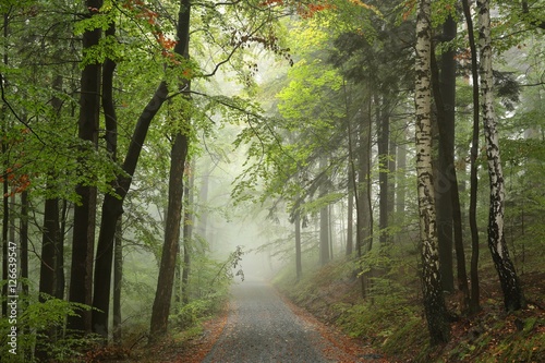 Forest path on a misty weather at the beginning of autumn