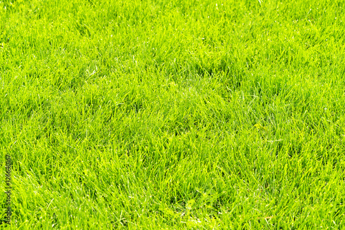 Green cropped lawn, background