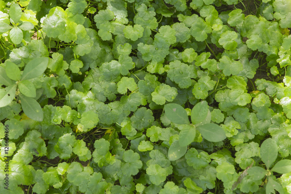 Green leaves texture background Green leaves texture background