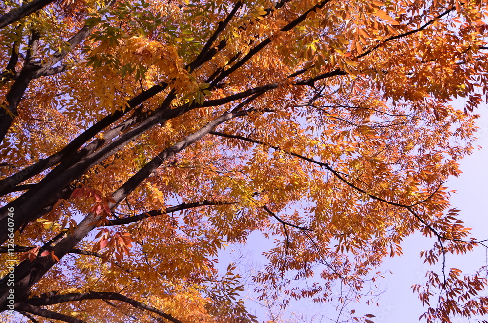 Fototapeta premium 가을