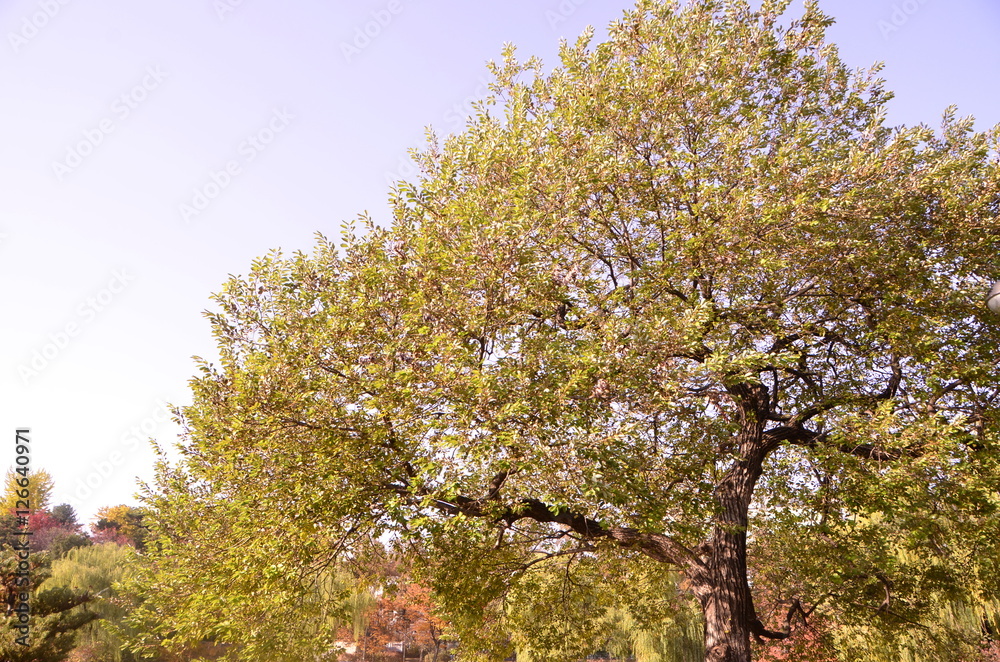 Fototapeta premium 가을