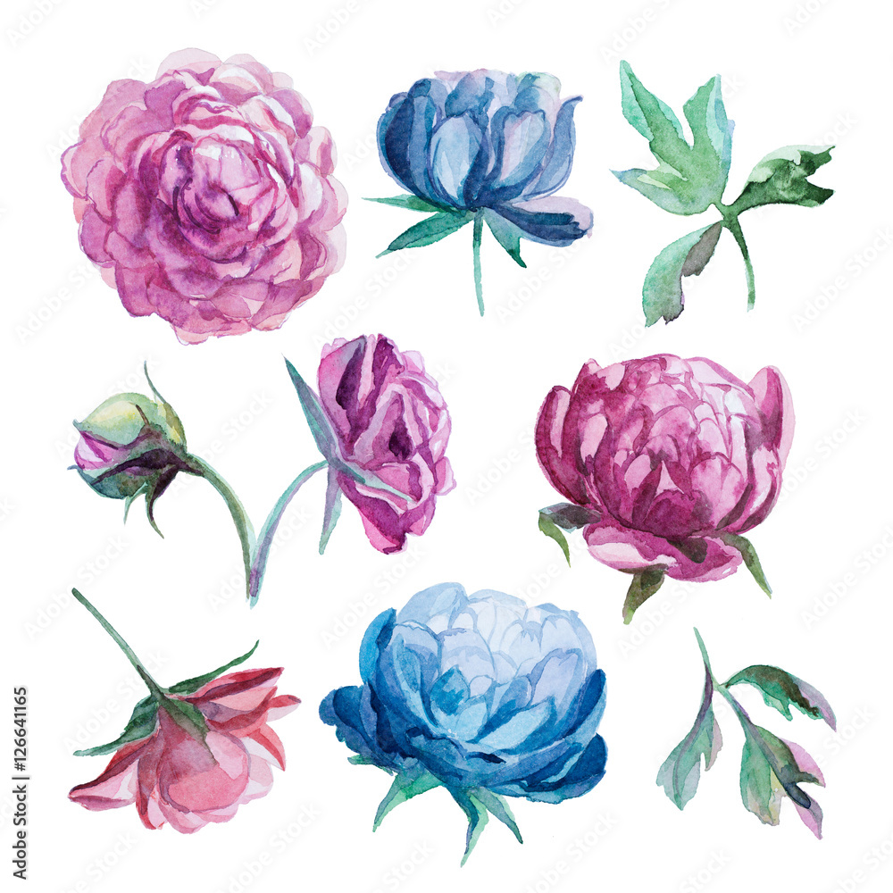 different watercolor peonies romantic collection