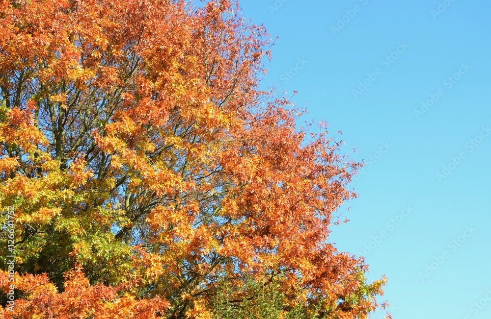 Herbstlaub, Herbst