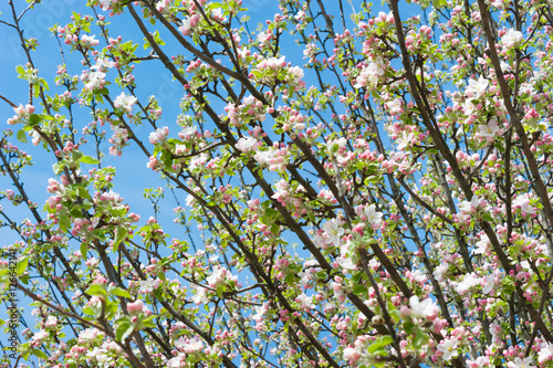 Apple blossoms in spring on white background