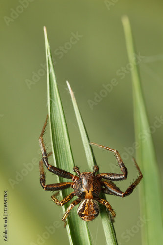 Spider climbs on grass