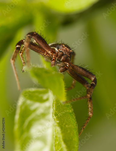 Spider front view