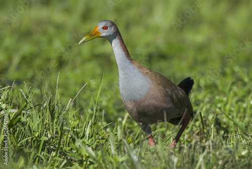 Giant Wood-Rail ,aramides ypecaha, Iberà Marshes, Corrientes Province, Argentina