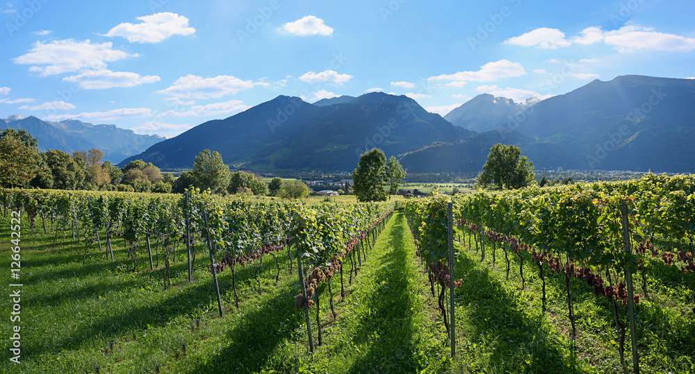 Weinberg mit reifen Trauben in Graubünden
