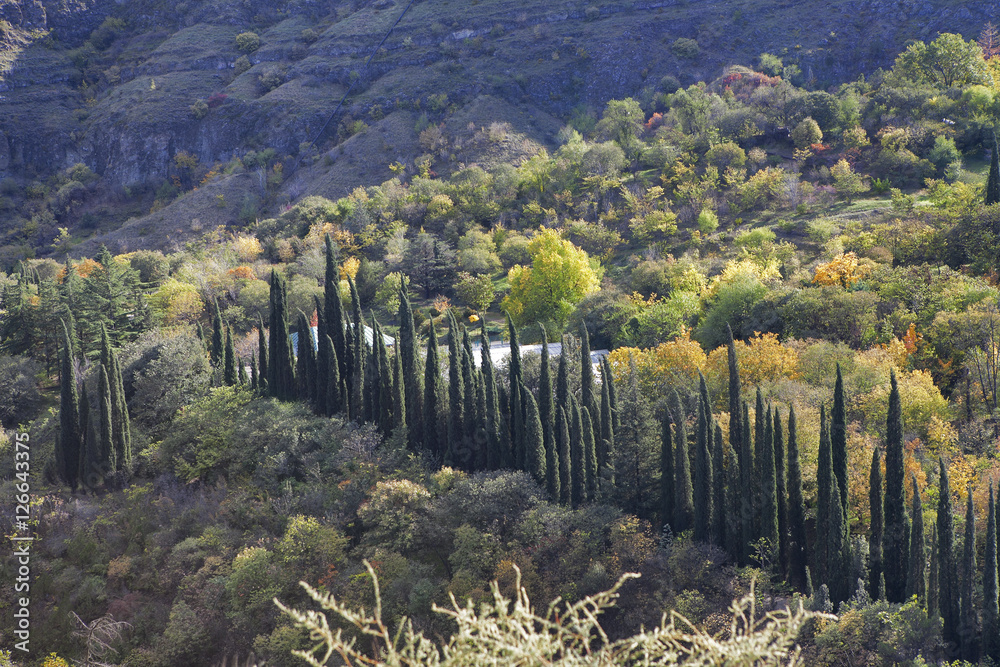 Fototapeta premium Botanical garden at sunset in Tbilisi city, Georgia, Europe