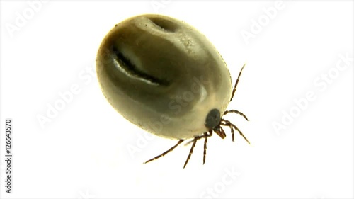 10560 big fat castor bean tick
